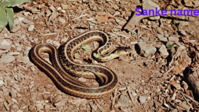 Snake Name