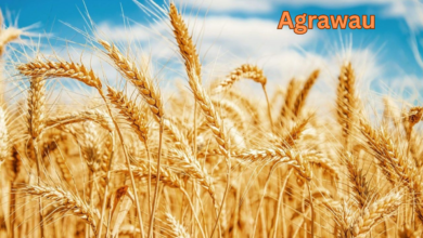 Agrawau