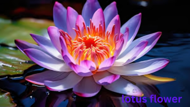 Lotus Flower