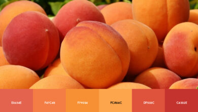 Apricot Color